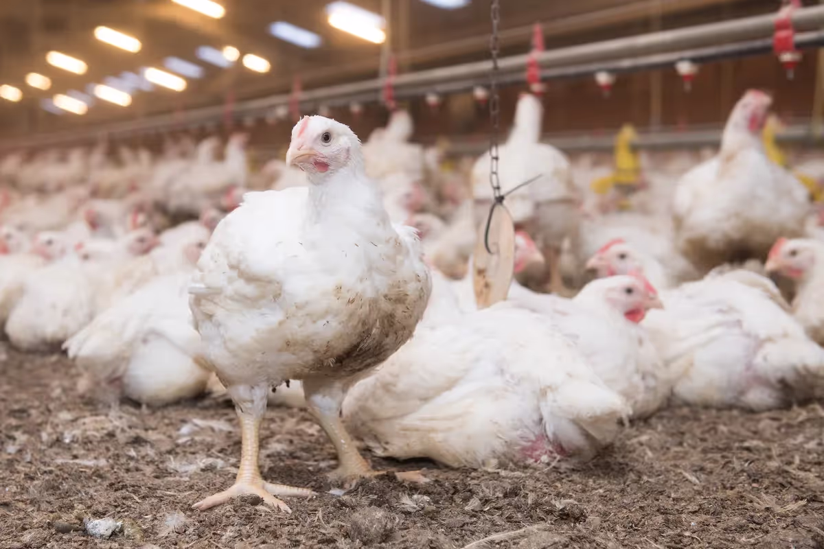 poultry broiler management software