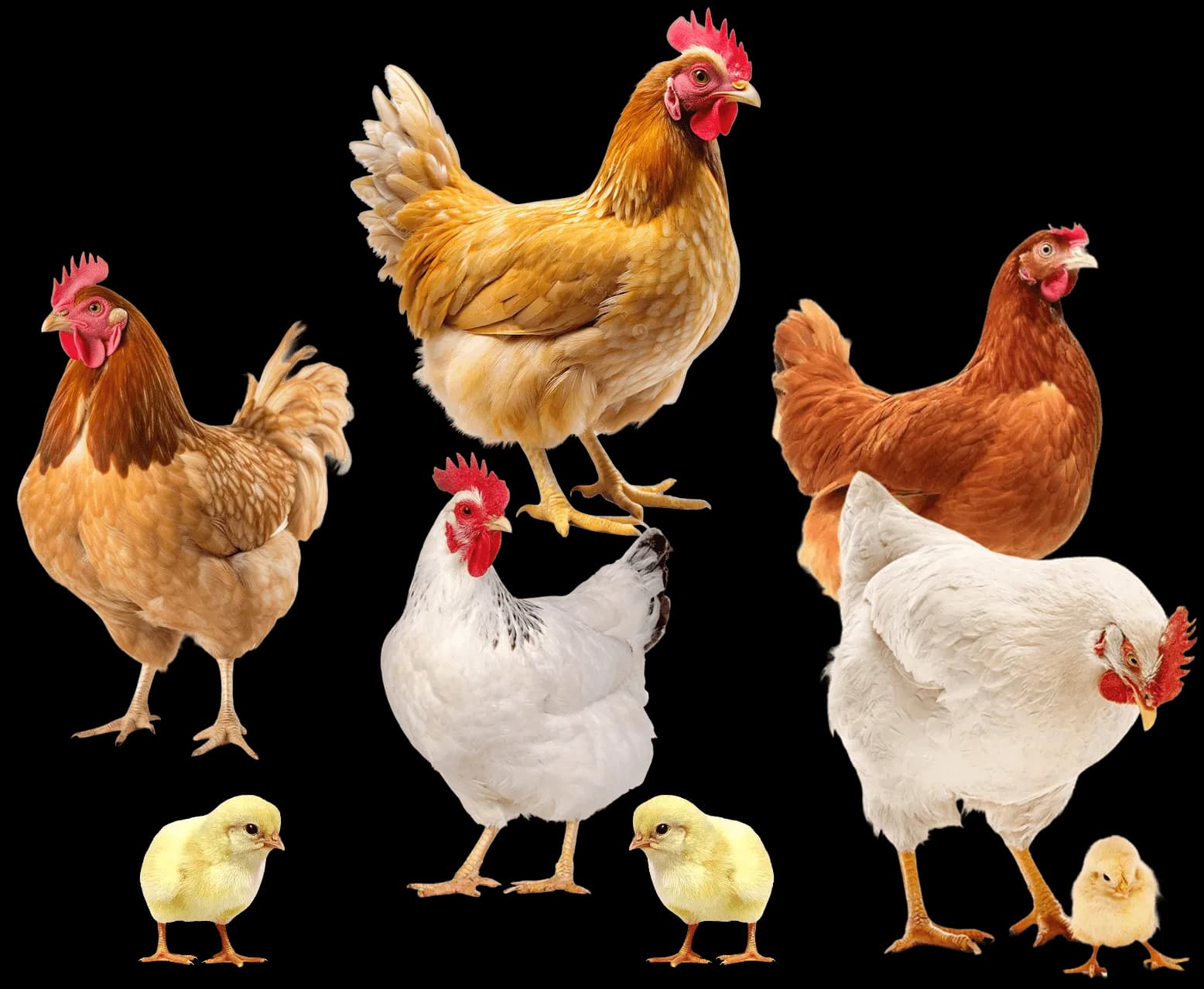 Poultry Chickens and Chicks