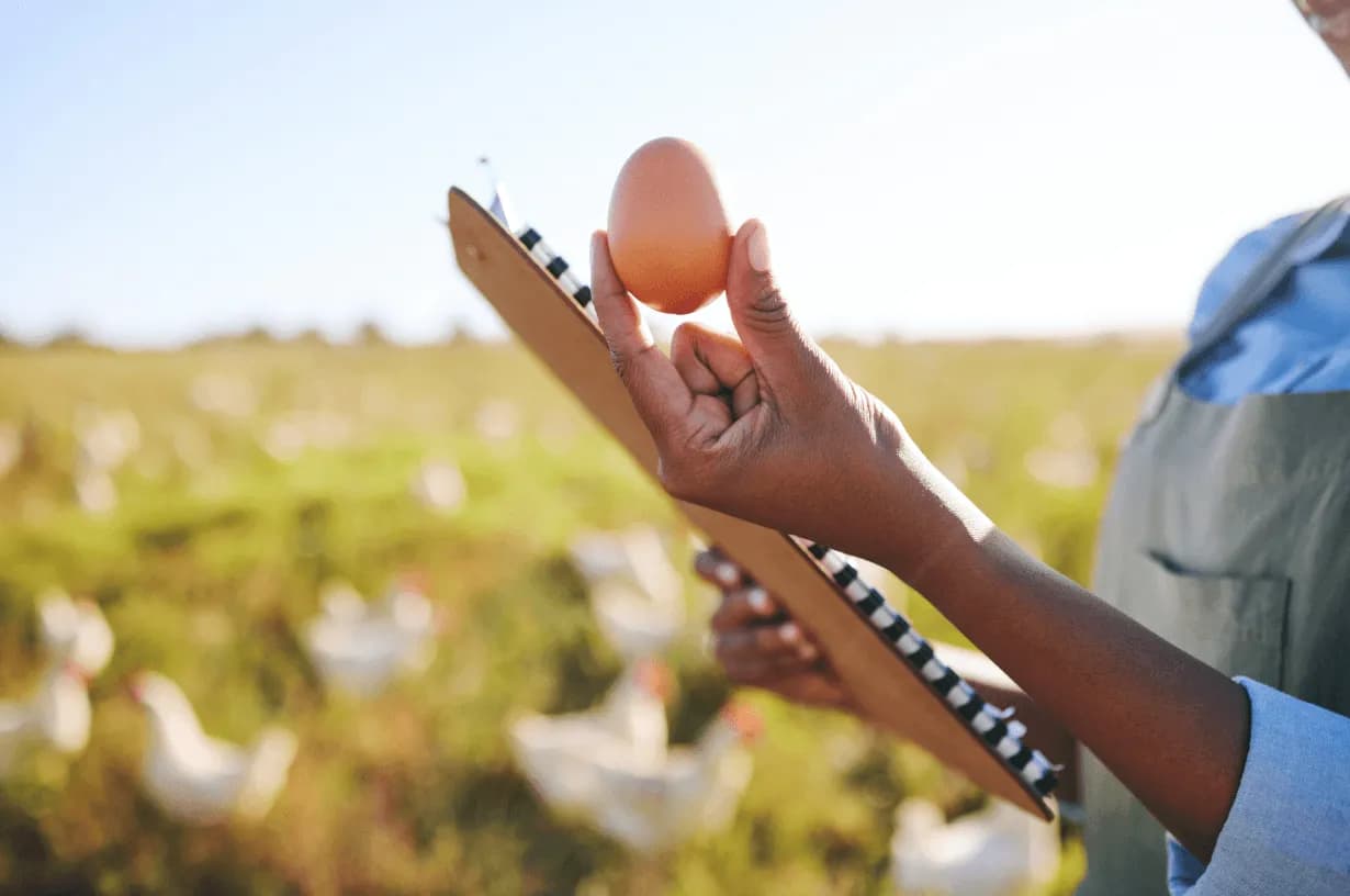 Farmer holding an egg with clipboard in sunlight
