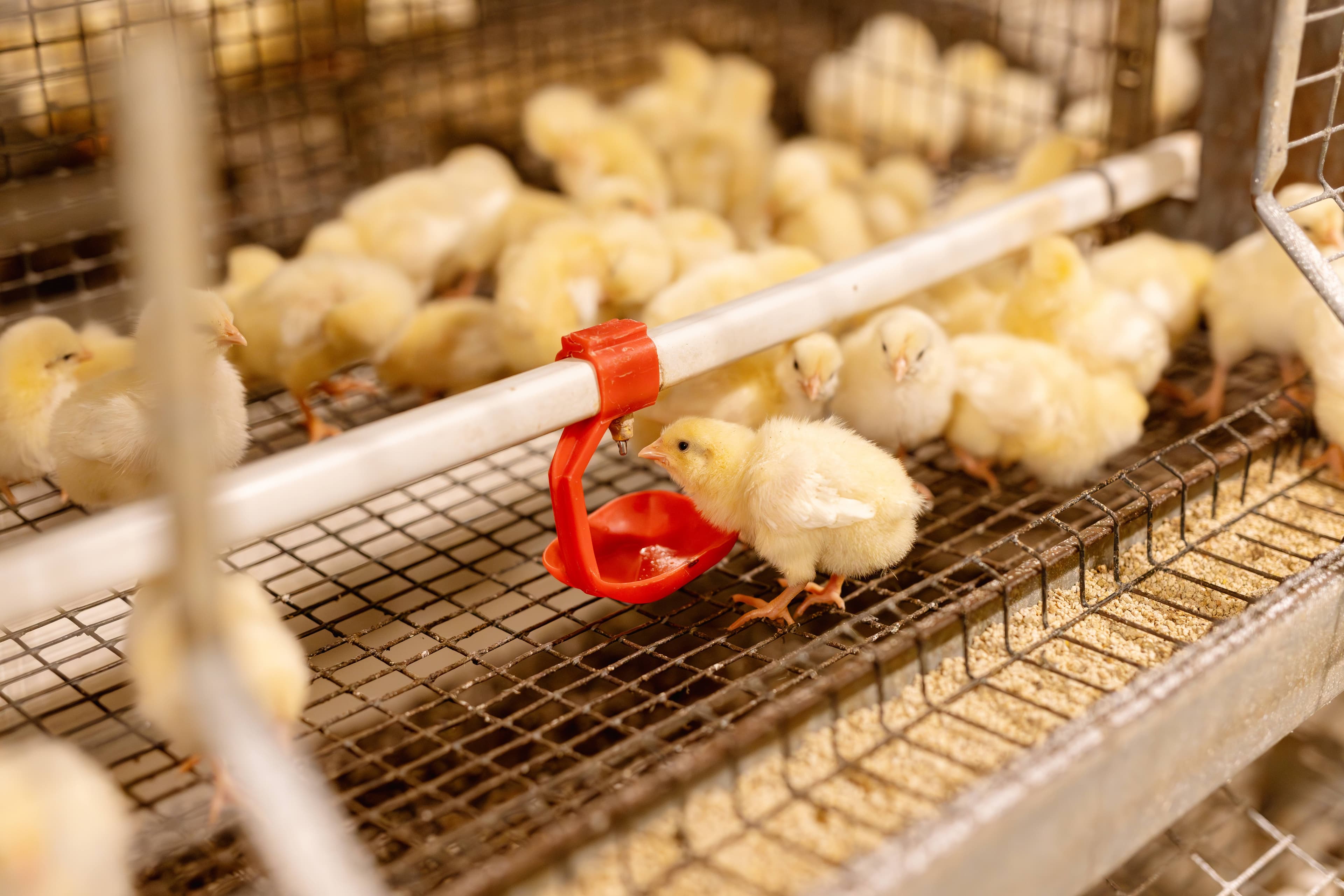 Chicks drinking water from automated poultry drinkers