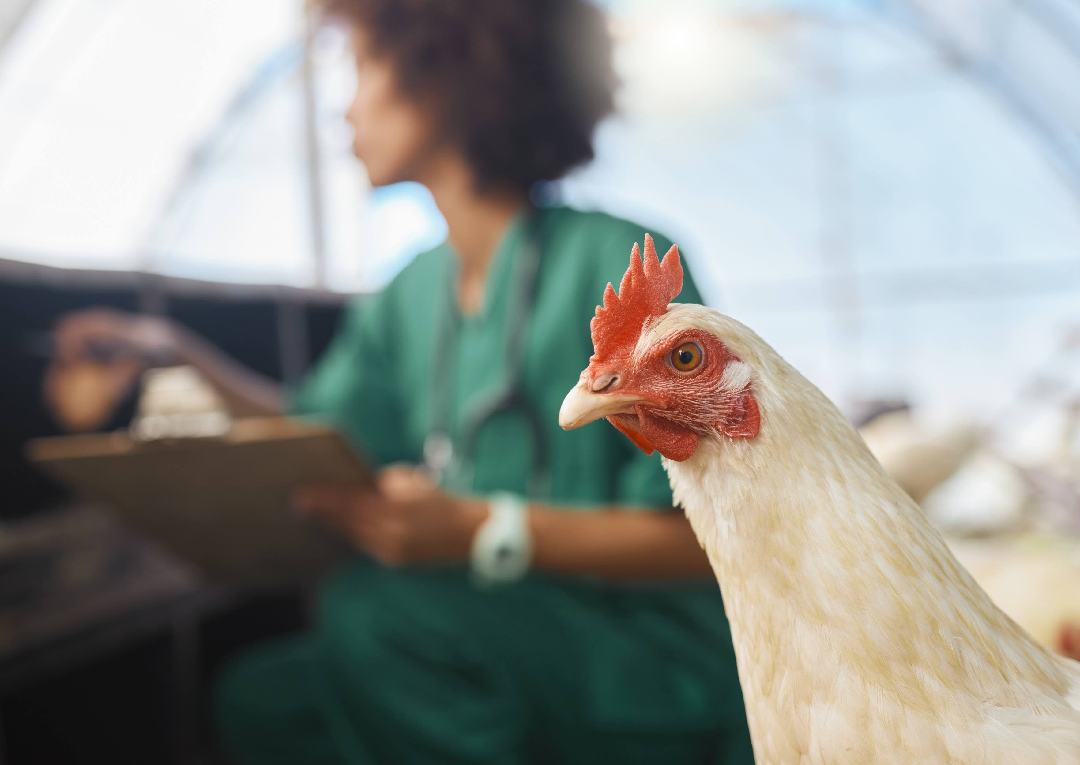 Poultry farm veterinary wellness inspection with chicken health checklist