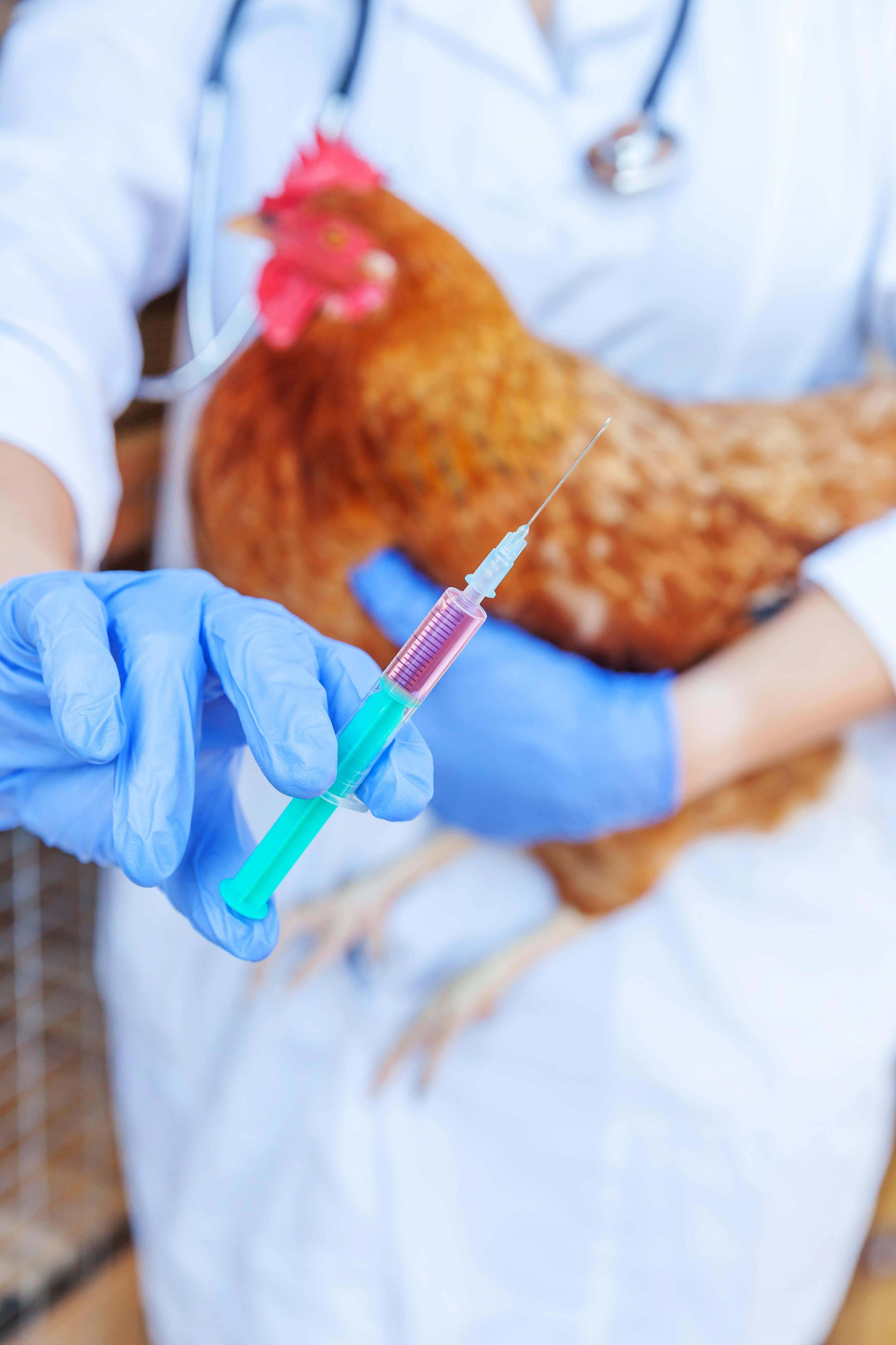 Flock vaccination - vet administering medication