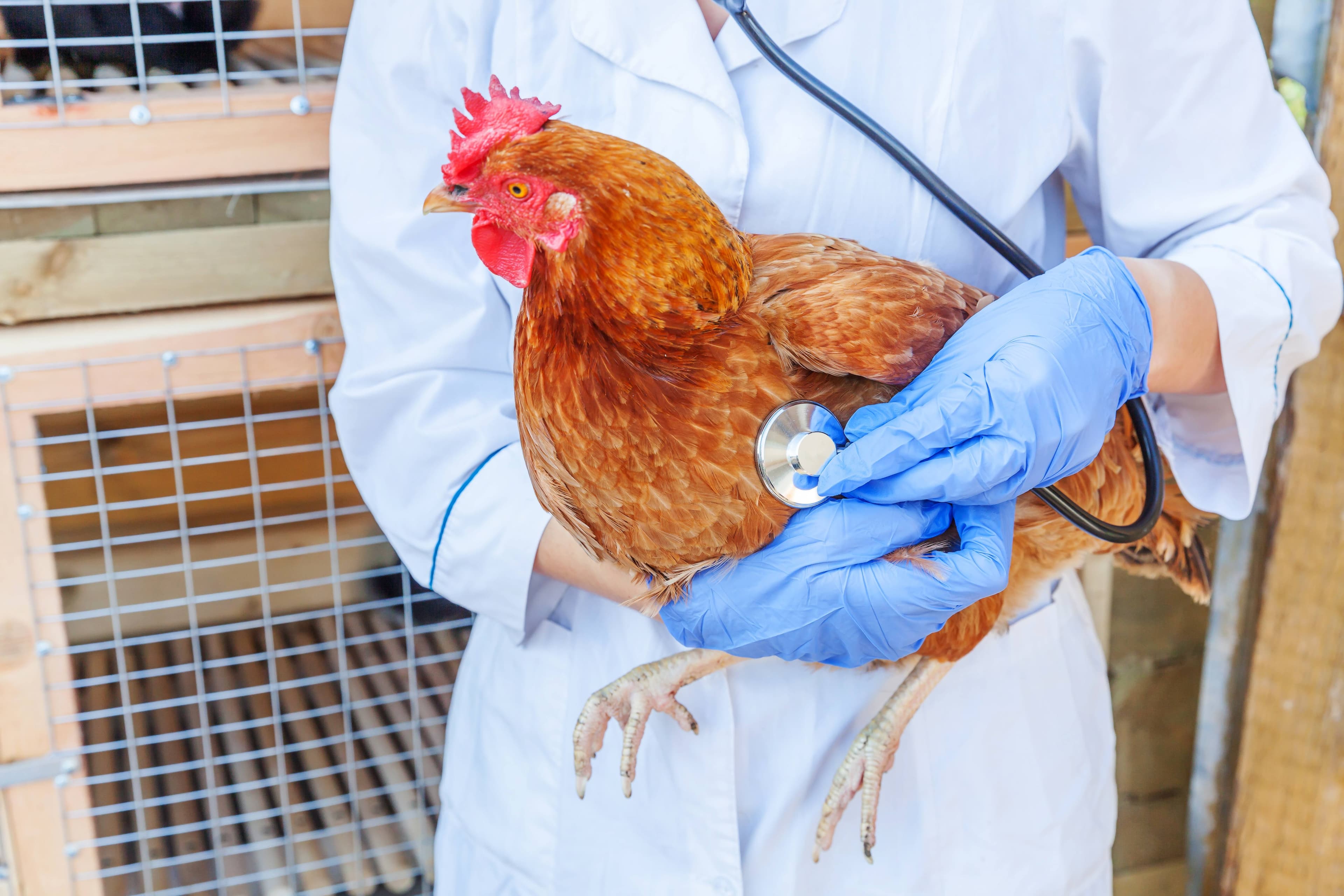 Veterinarian examining hen with stethoscope