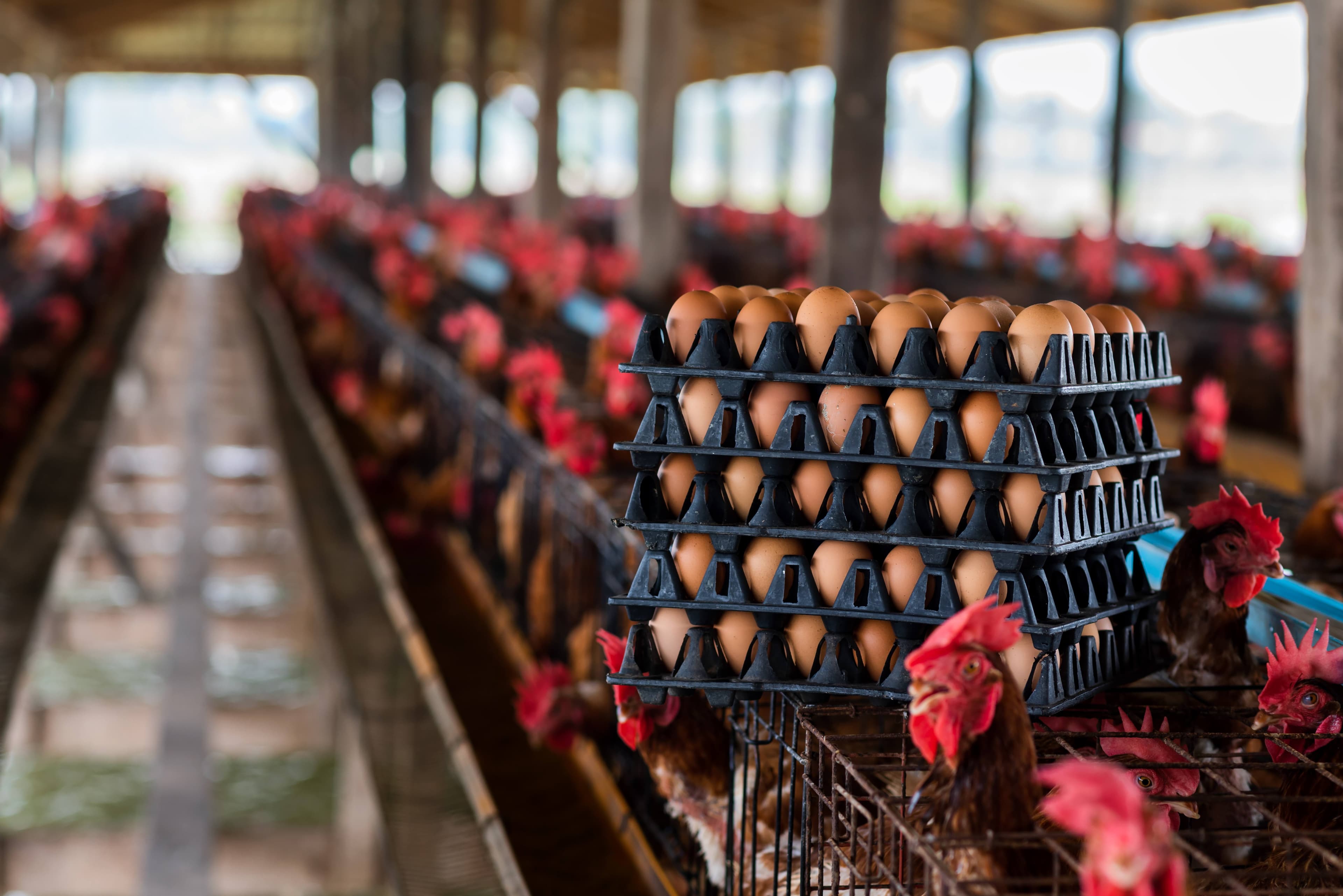 Crates of brown eggs in poultry house